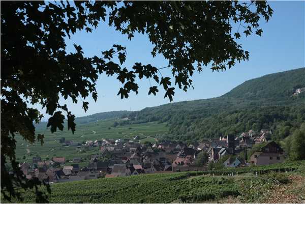 Ferienwohnung Elsass, 2 Ferienwohnungen*** bei Colmar, Eguisheim, ruhige Lage, Gueberschwihr, Haut-Rhin, Elsass, Frankreich, Bild 7